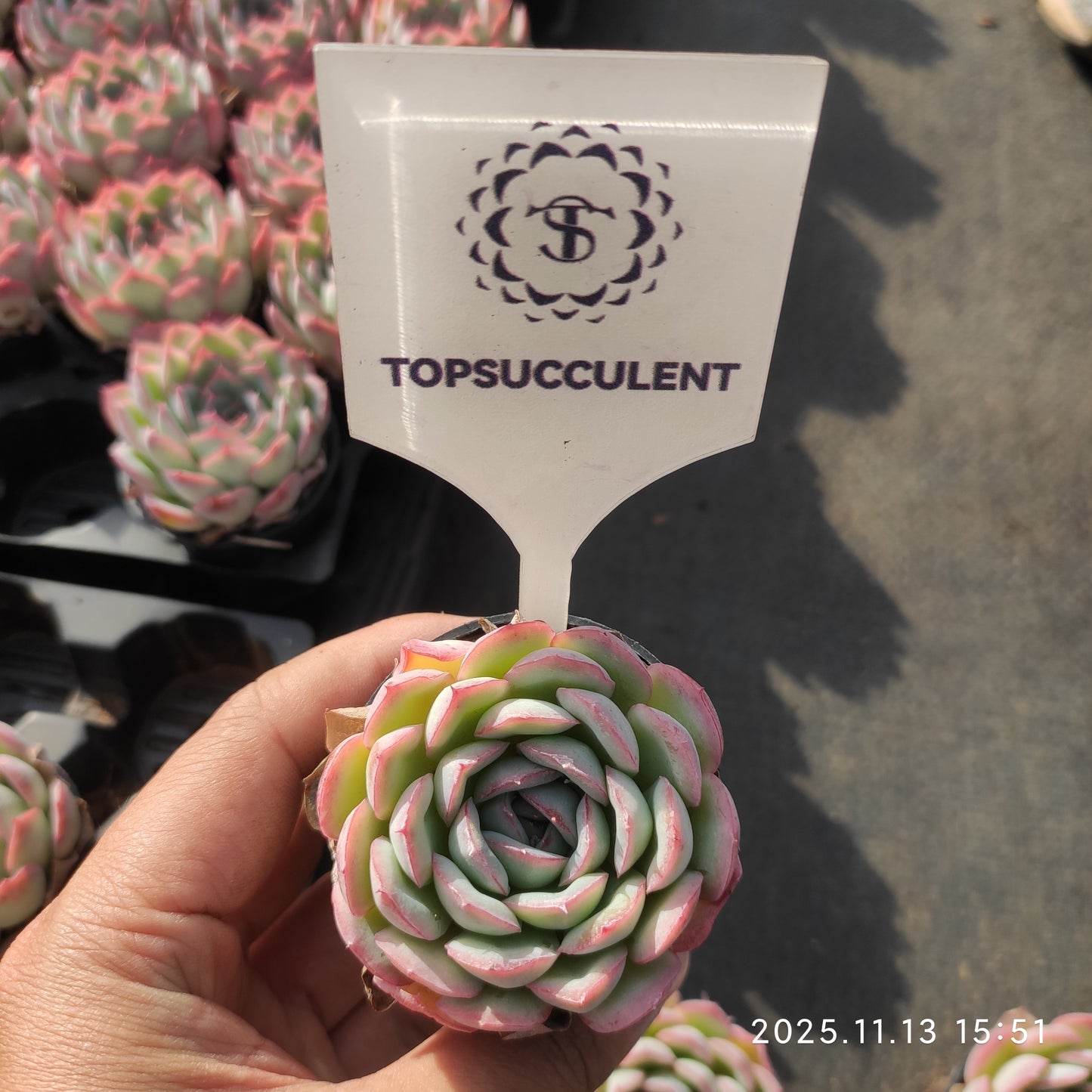 19250 Echeveria Strawberry Ice (5.5cm pot size)