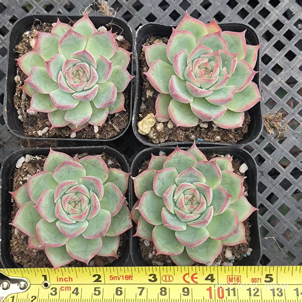 RDD182 Echeveria Silhouette(6.5cm pot size)