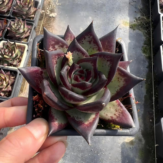 25810 Echeveria Dark Lord (9cm pot size)