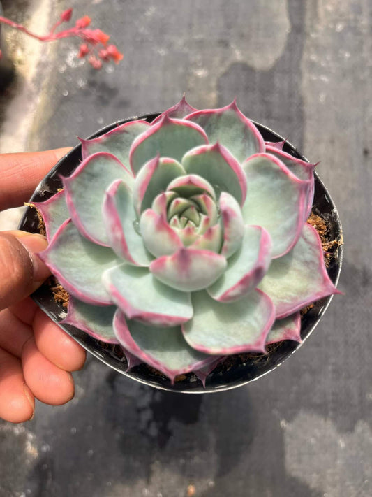 24080 Echeveria Casio (9cm pot size)
