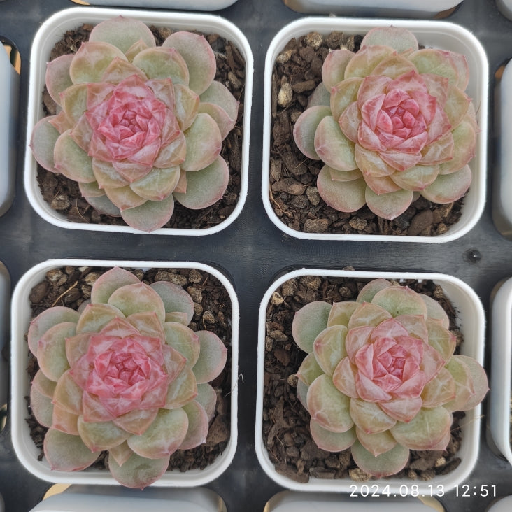 MMY816 Echeveria Fusu