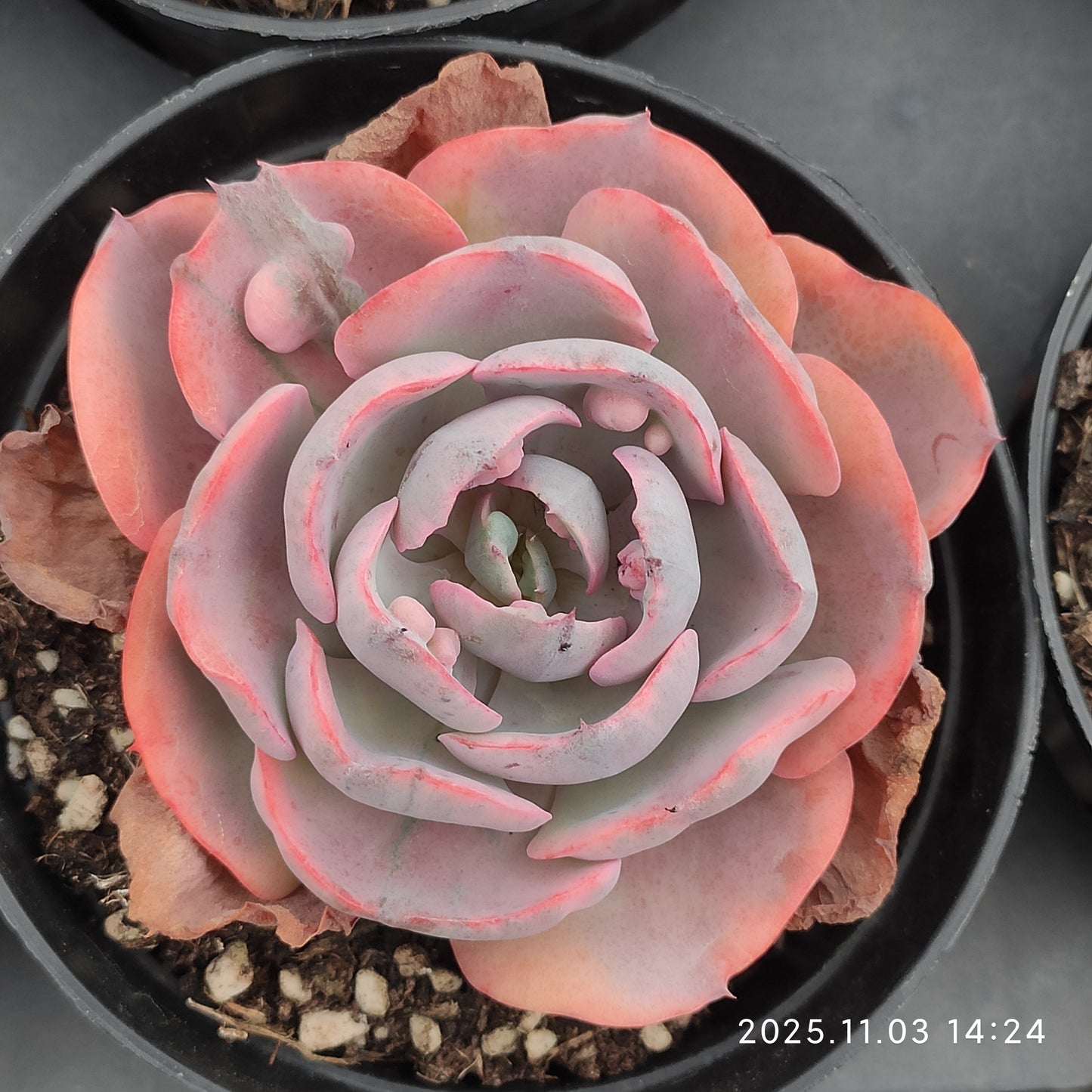 6433 Echeveria Rain Drops Variegated (11cm pot size)