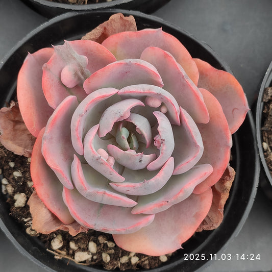 6433 Echeveria Rain Drops Variegated (11cm pot size)