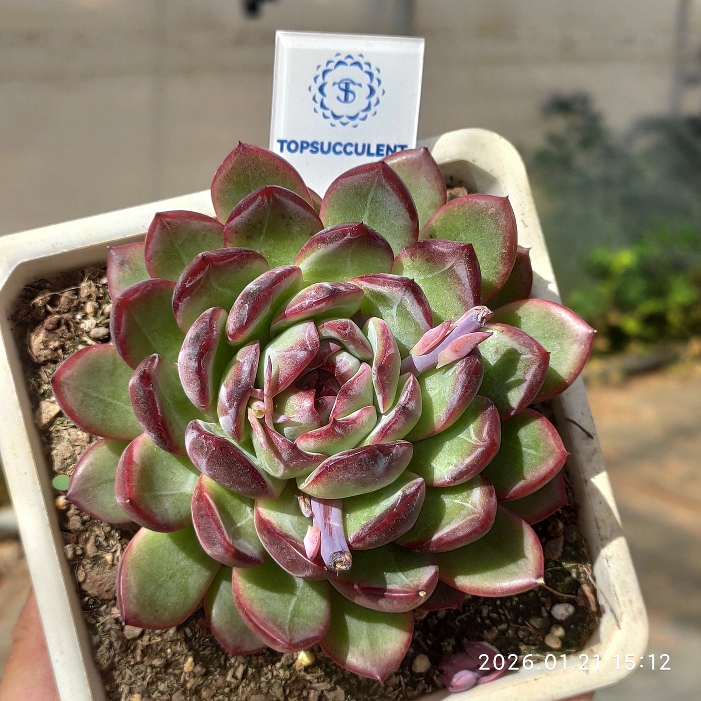 25138 Echeveria Red Snowflake (10cm pot size)
