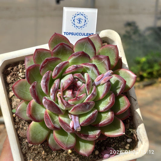 25138 Echeveria Red Snowflake (10cm pot size)