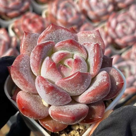 21896 Echeveria Orange Monroe Hyb (5.5cm pot size)