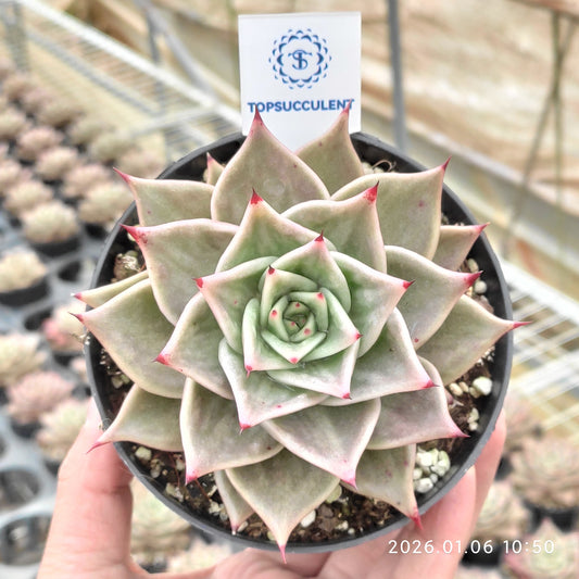 22269 Echeveria Stars Variegated (11cm pot size)