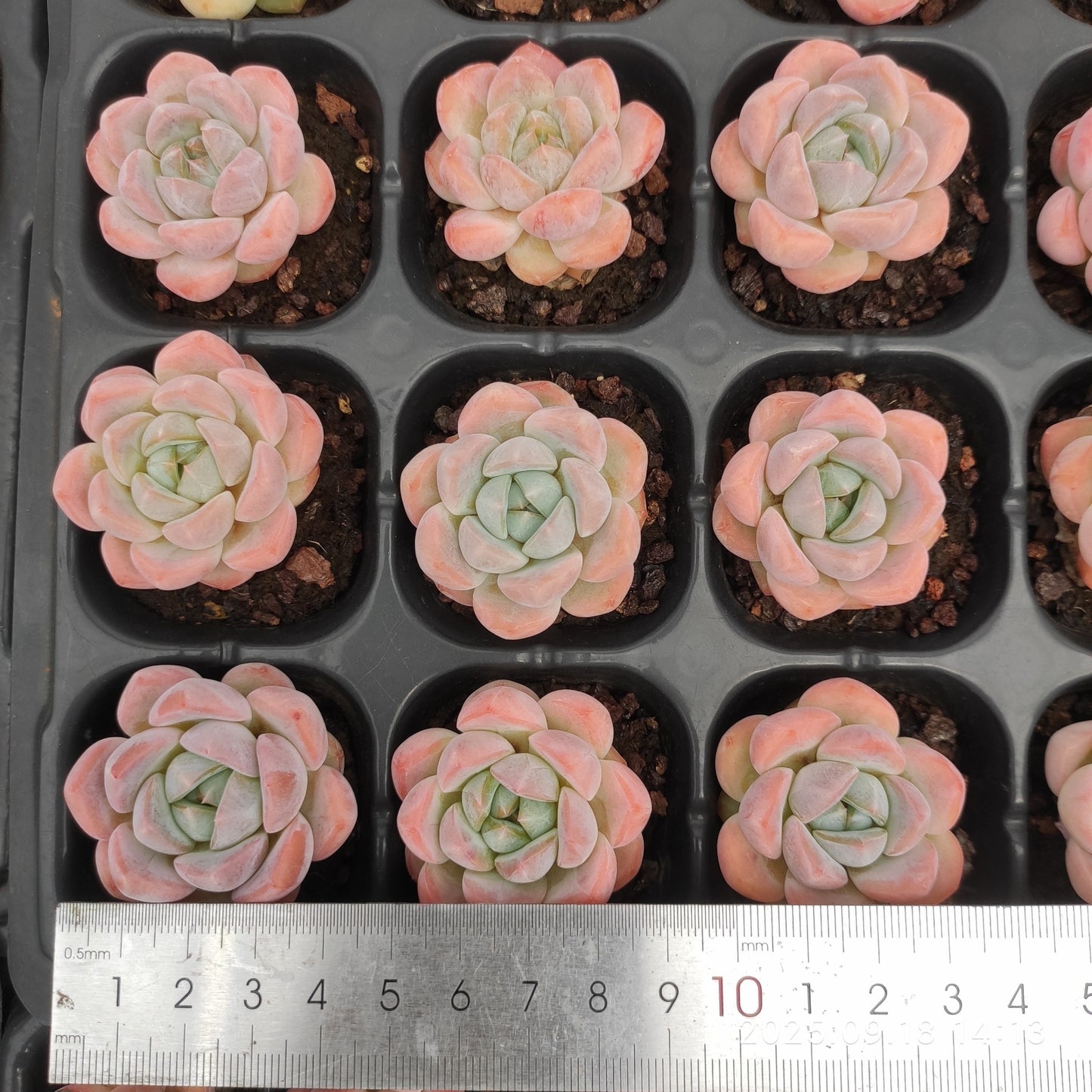 80563 Echeveria Star Plus (3cm pot size)