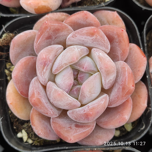 T3470 Echeveria Orange Monroe (5.5cm pot size)