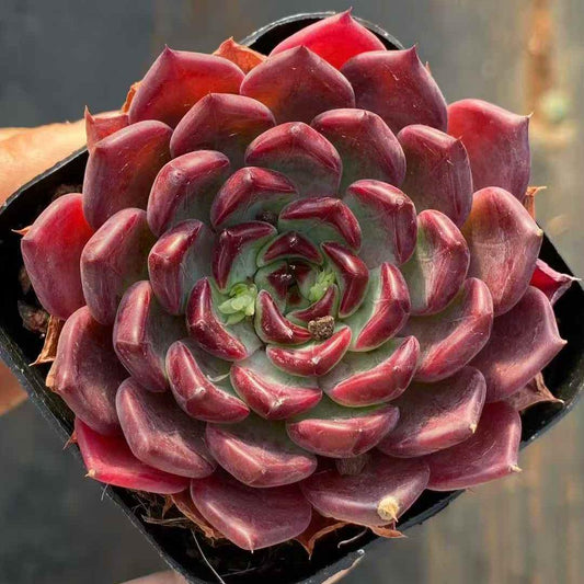 23545 Echeveria Black Night (6.5cm pot size)