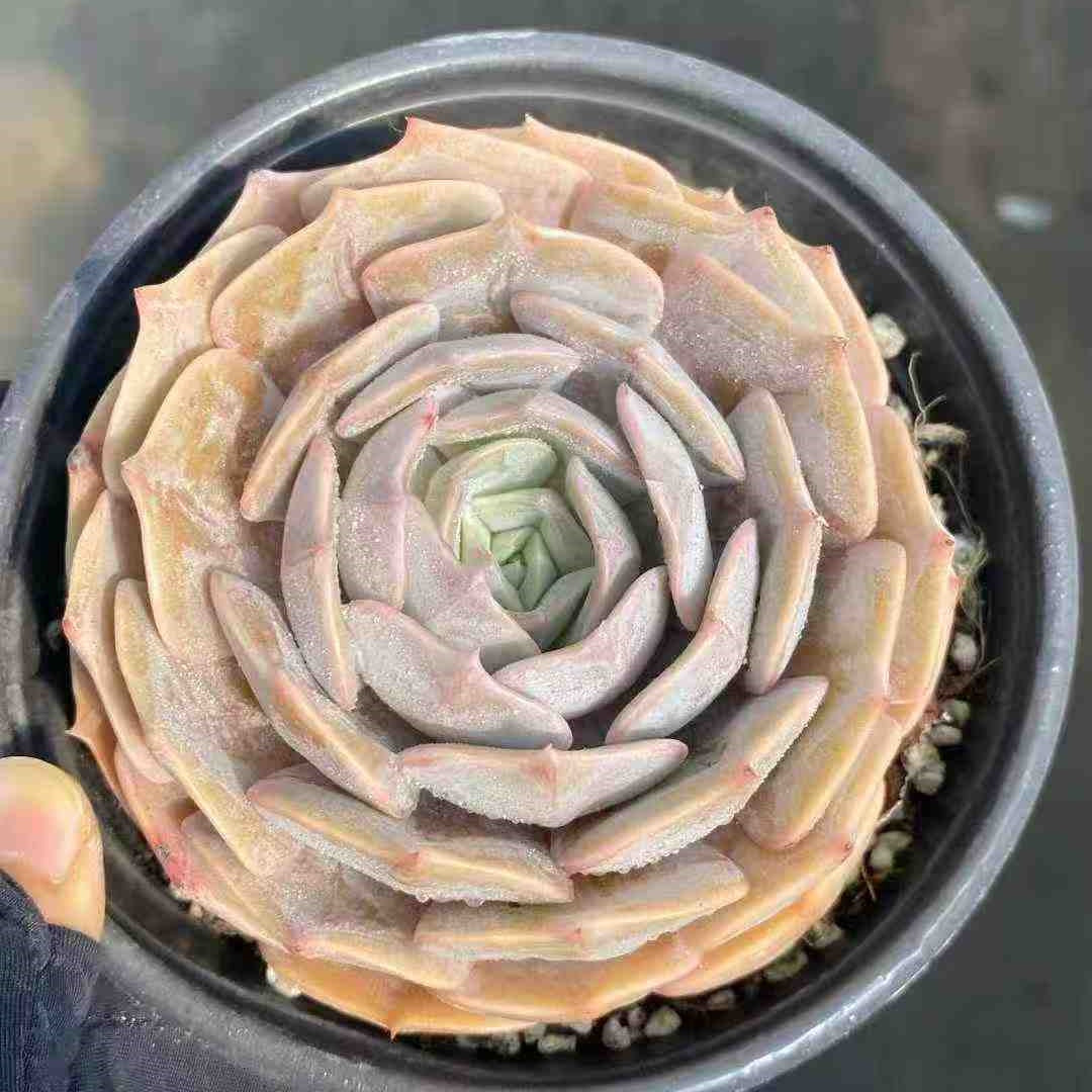 21861 Echeveria Blue Surprise Hyb (12.5cm pot size)