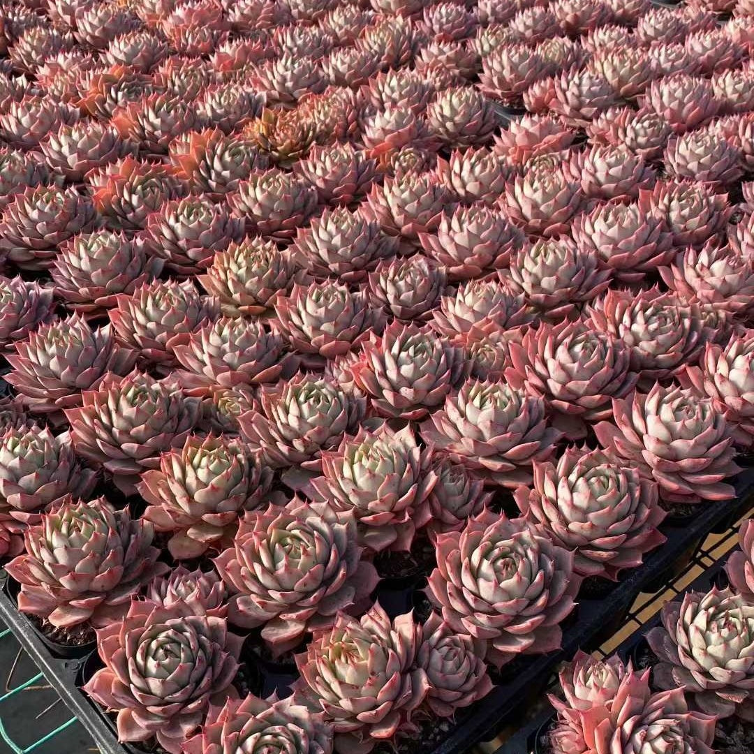 20712 Echeveria Lyndsiana (6.3cm pot size)