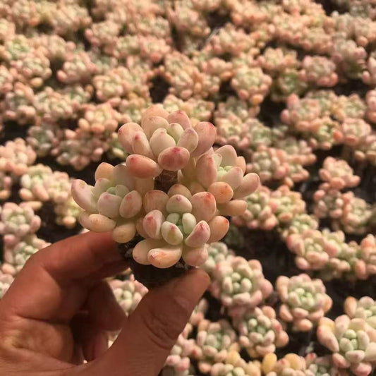 21993 Echeveria Clavatum (3cm pot size)