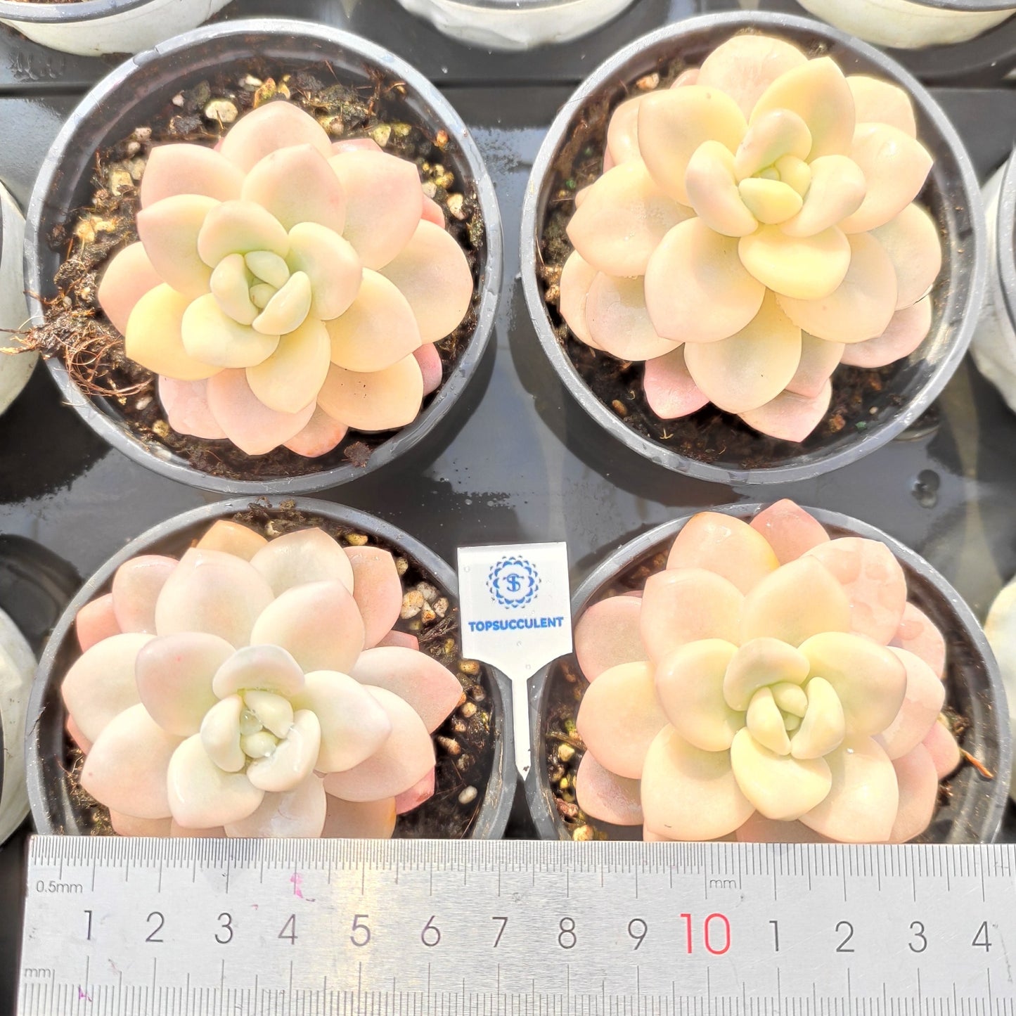 24515 Echeveria Legend Variegated (9cm pot size)