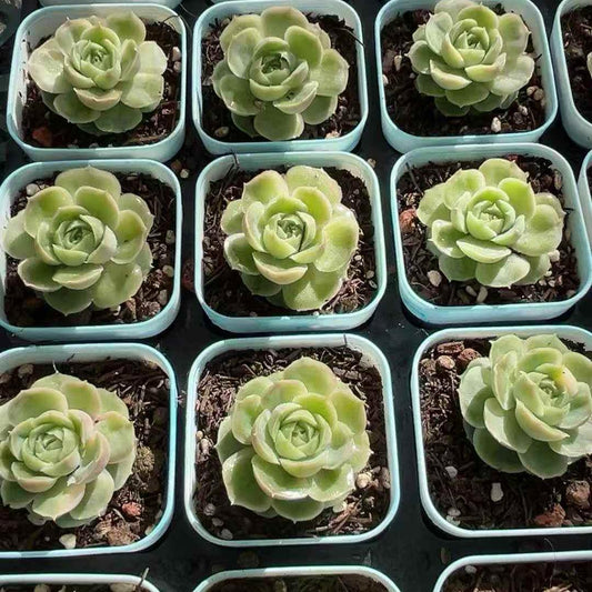 25174 Echeveria Shrimp Dumplings (7cm pot size)