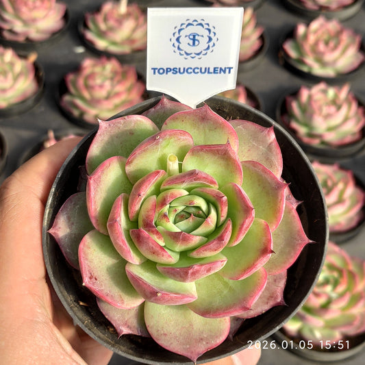 14713 Echeveria Spring Lotus (9cm pot size)