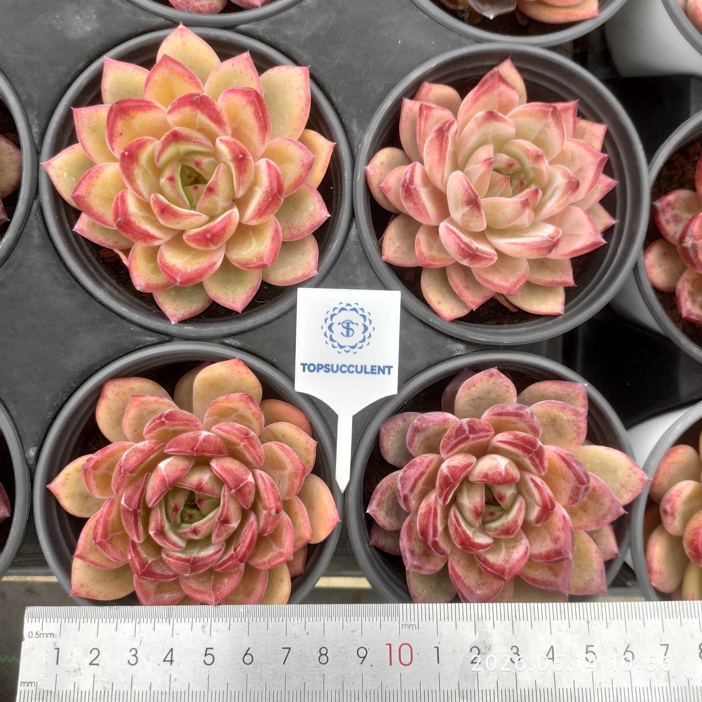 360490 Echeveria Black Warrior (9cm pot size)