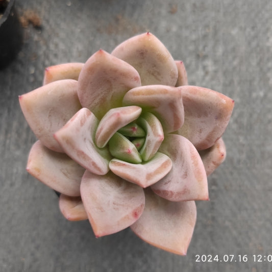 MMT243 Echeveria Champagne