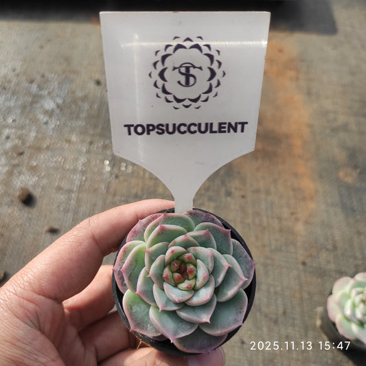 20920 Echeveria Red Velvet (5.5cm pot size)