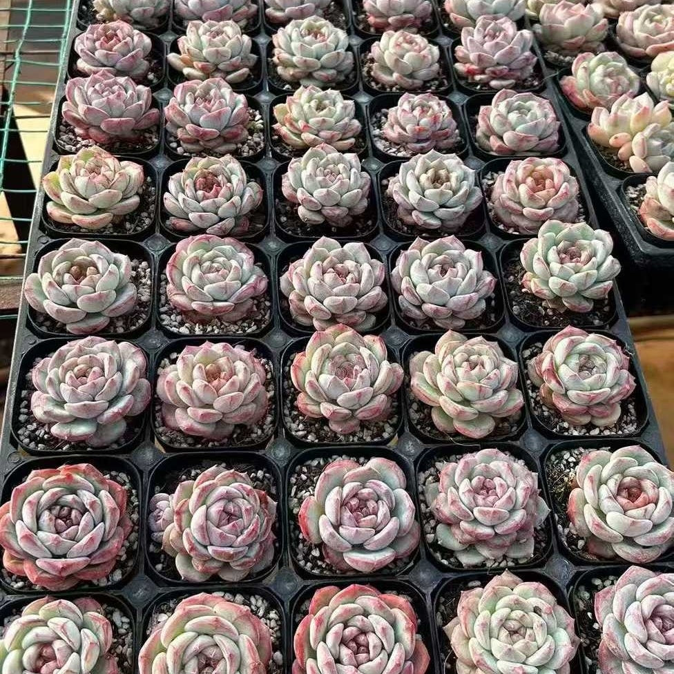 24839 Echeveria Lovesick Angel (6.3cm pot size)