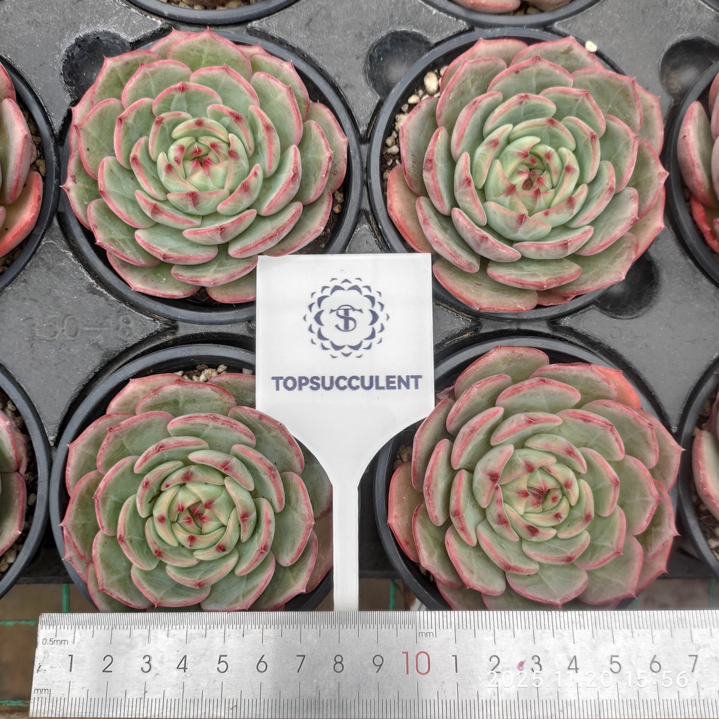 19688 Echeveria Zither Sea 004 (9cm pot size)