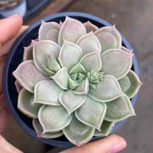 15417 Echeveria Doctor Strange (9cm pot size)