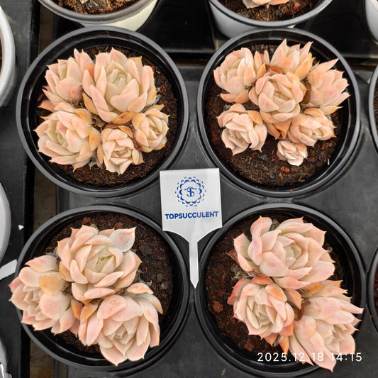 23874 Echeveria Jeongwol (9cm pot size)
