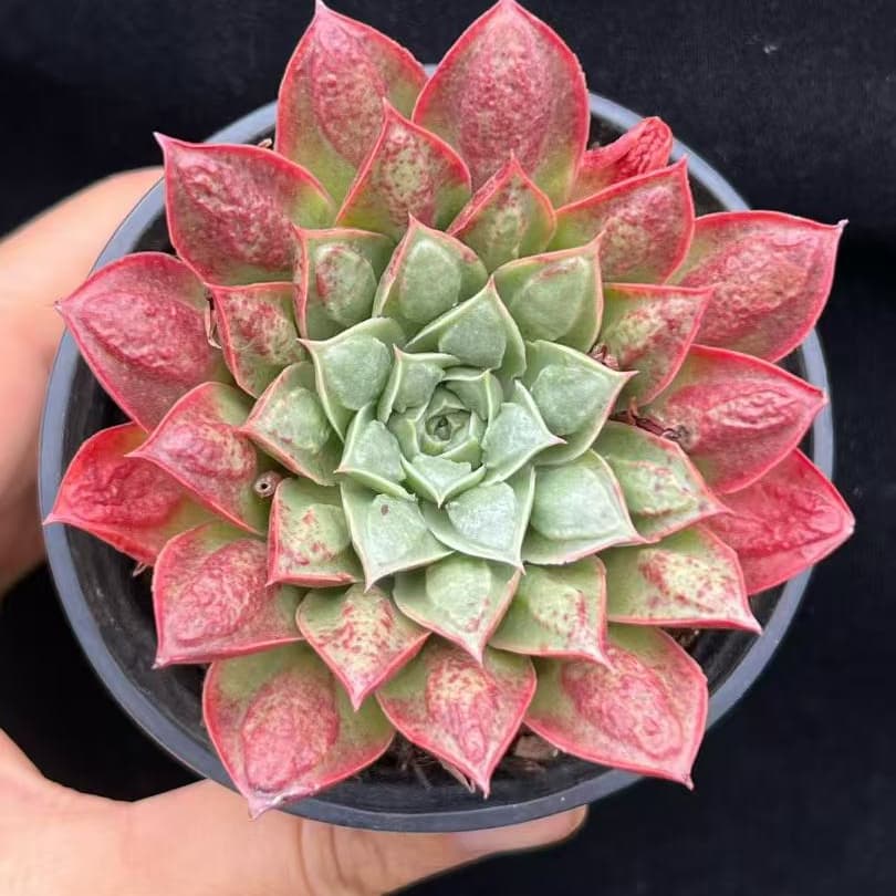 BL2056 Echeveria Longissima Drops(9cm pot size)