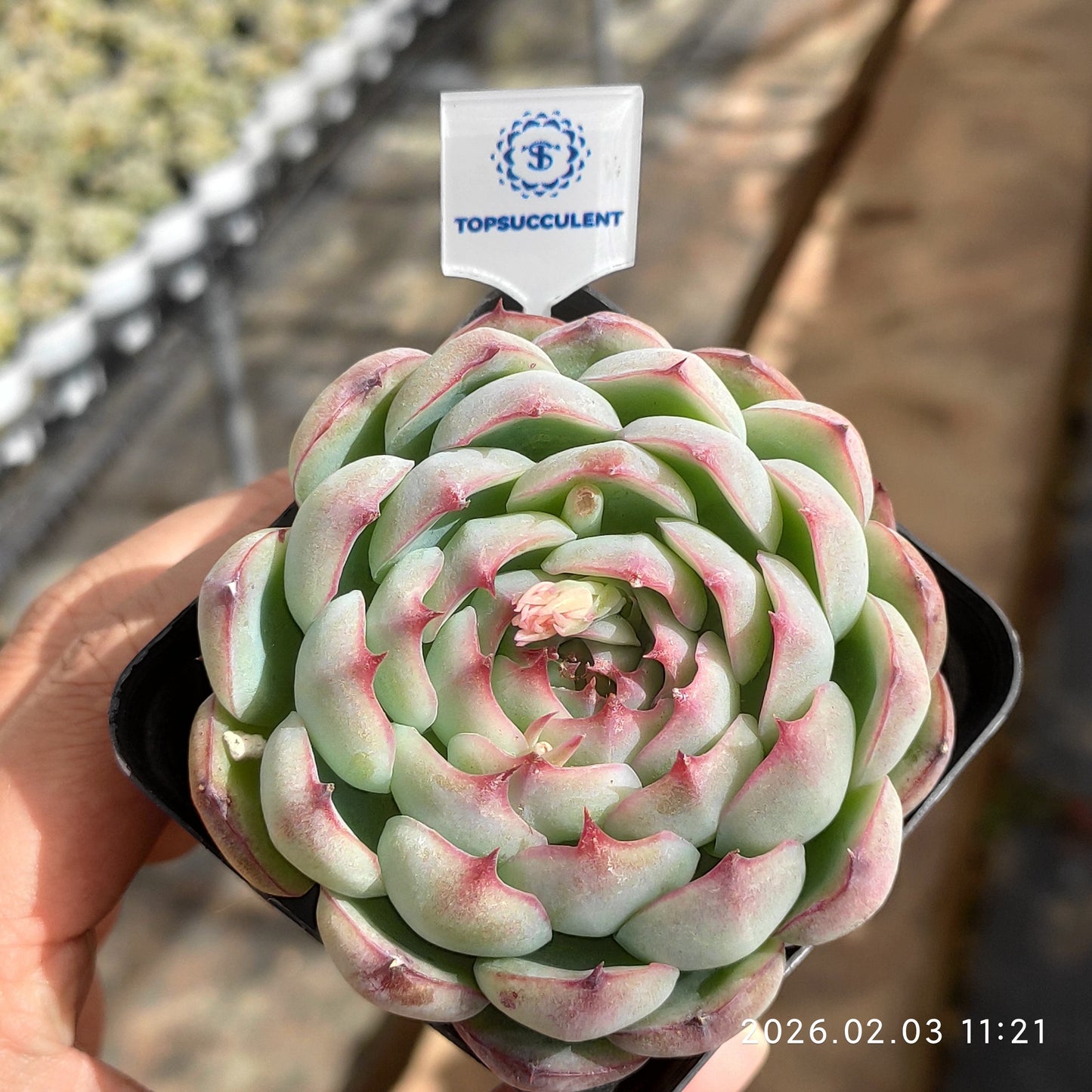 25613 Echeveria Enchanting Fairy (7cm pot size)