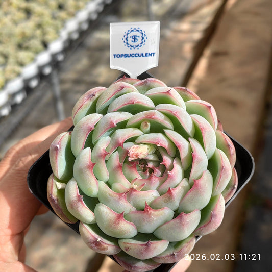 25613 Echeveria Enchanting Fairy (7cm pot size)