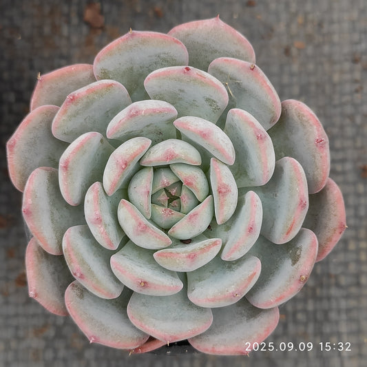 MMT465 Echeveria Magpie Bridge(7cm pot size)