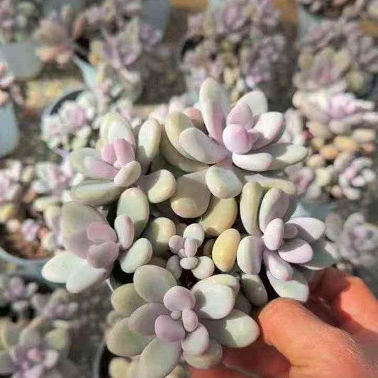 23186 Echeveria Amethystinum (12cm pot size)