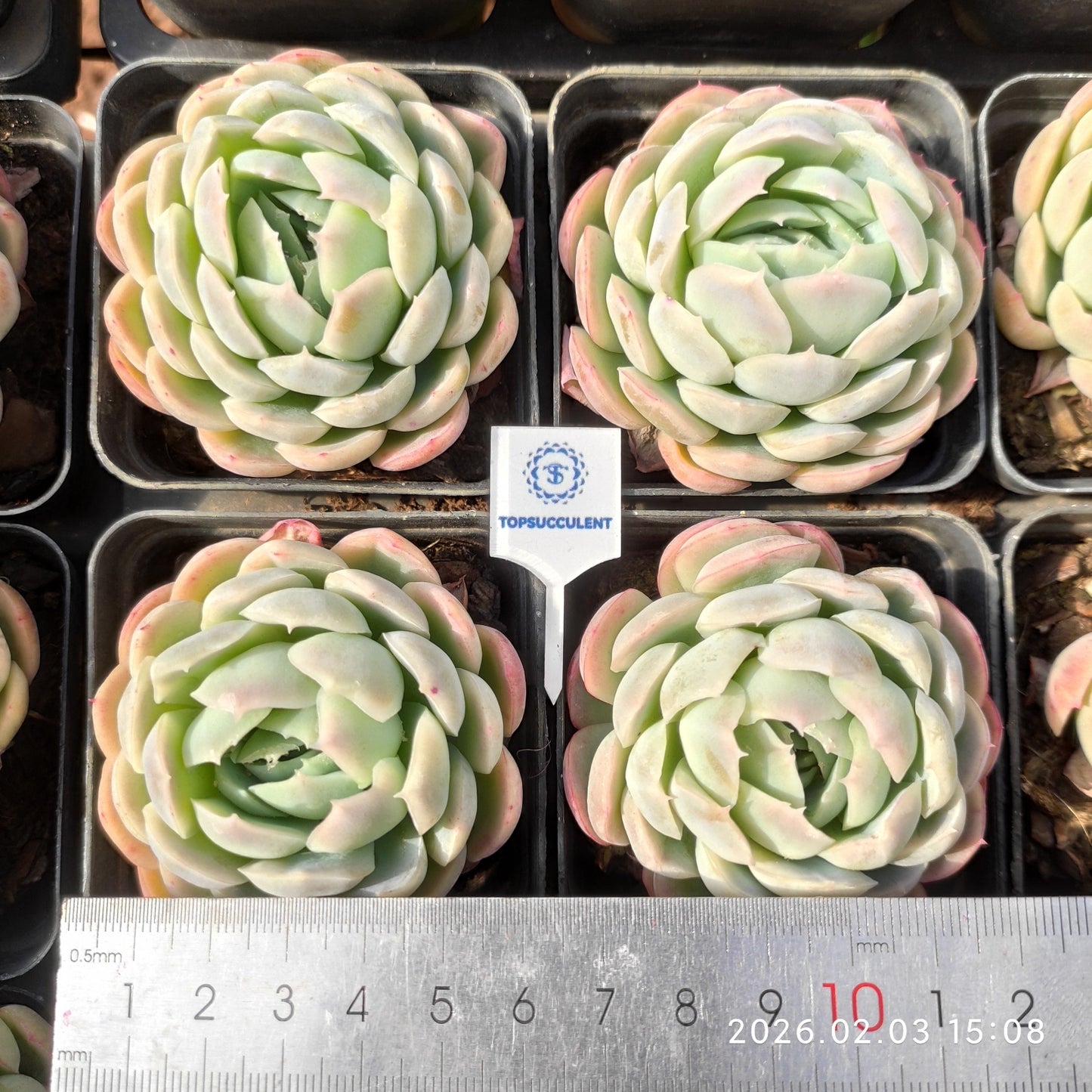 25690 Echeveria Berry (7cm pot size)