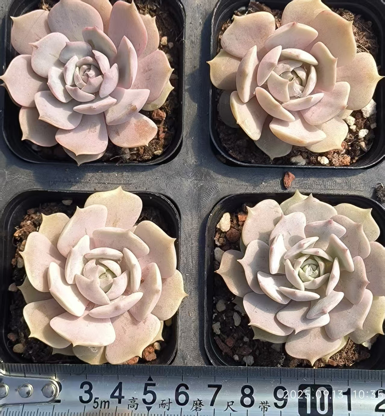 GR415 Echeveria Pink Butterfly(6.5cm pot size)