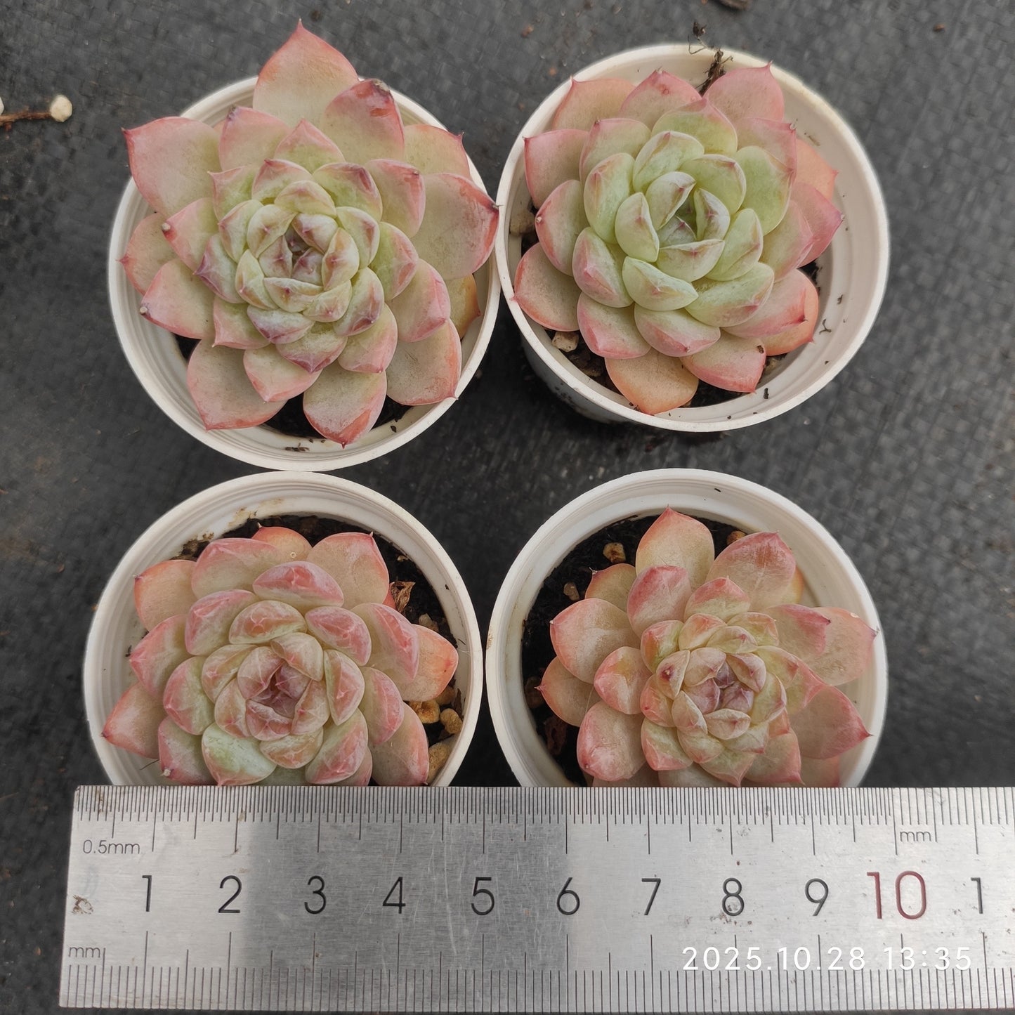 22202 Echeveria Snow Face (6cm pot size)