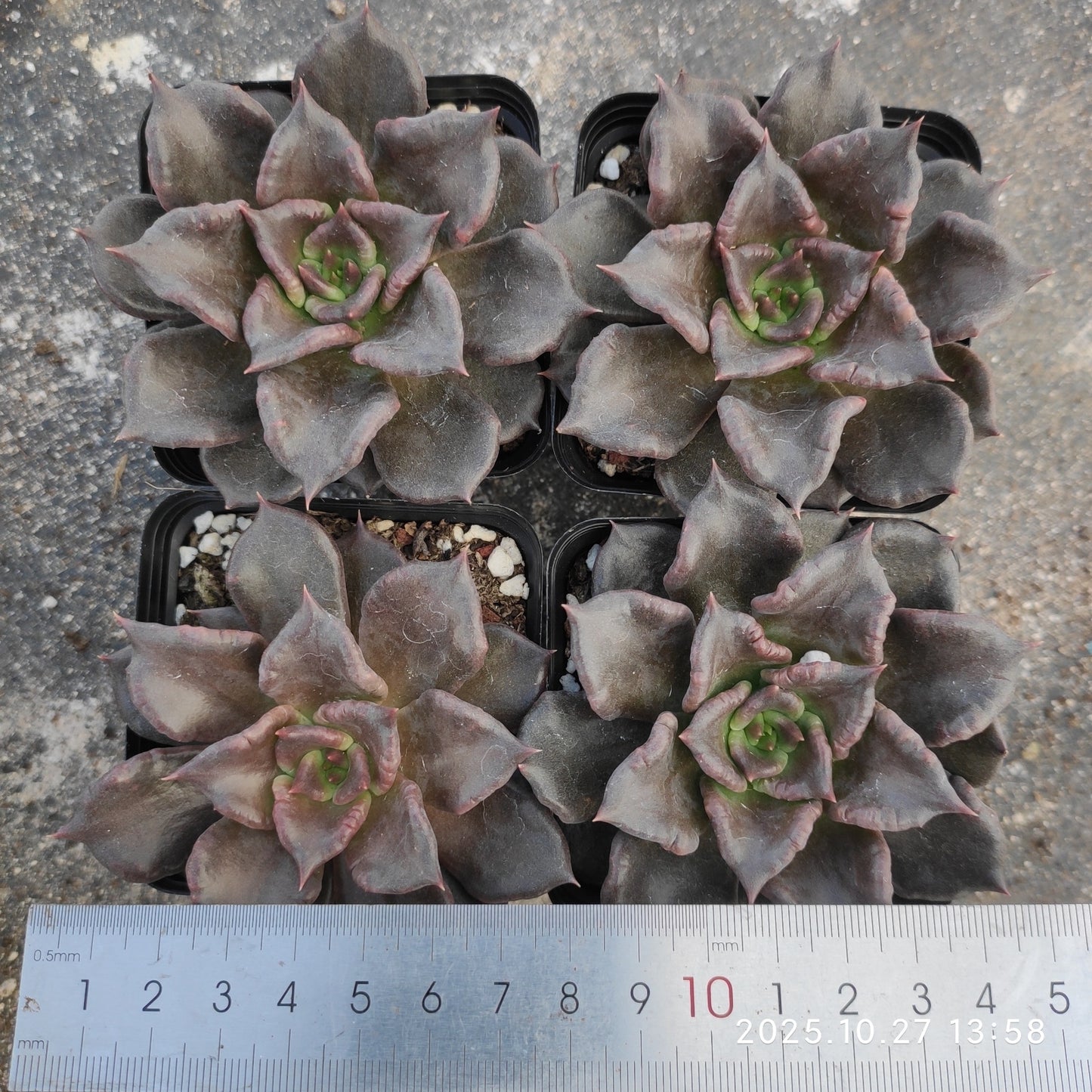 21794 Echeveria Black Madiba (7cm pot size)