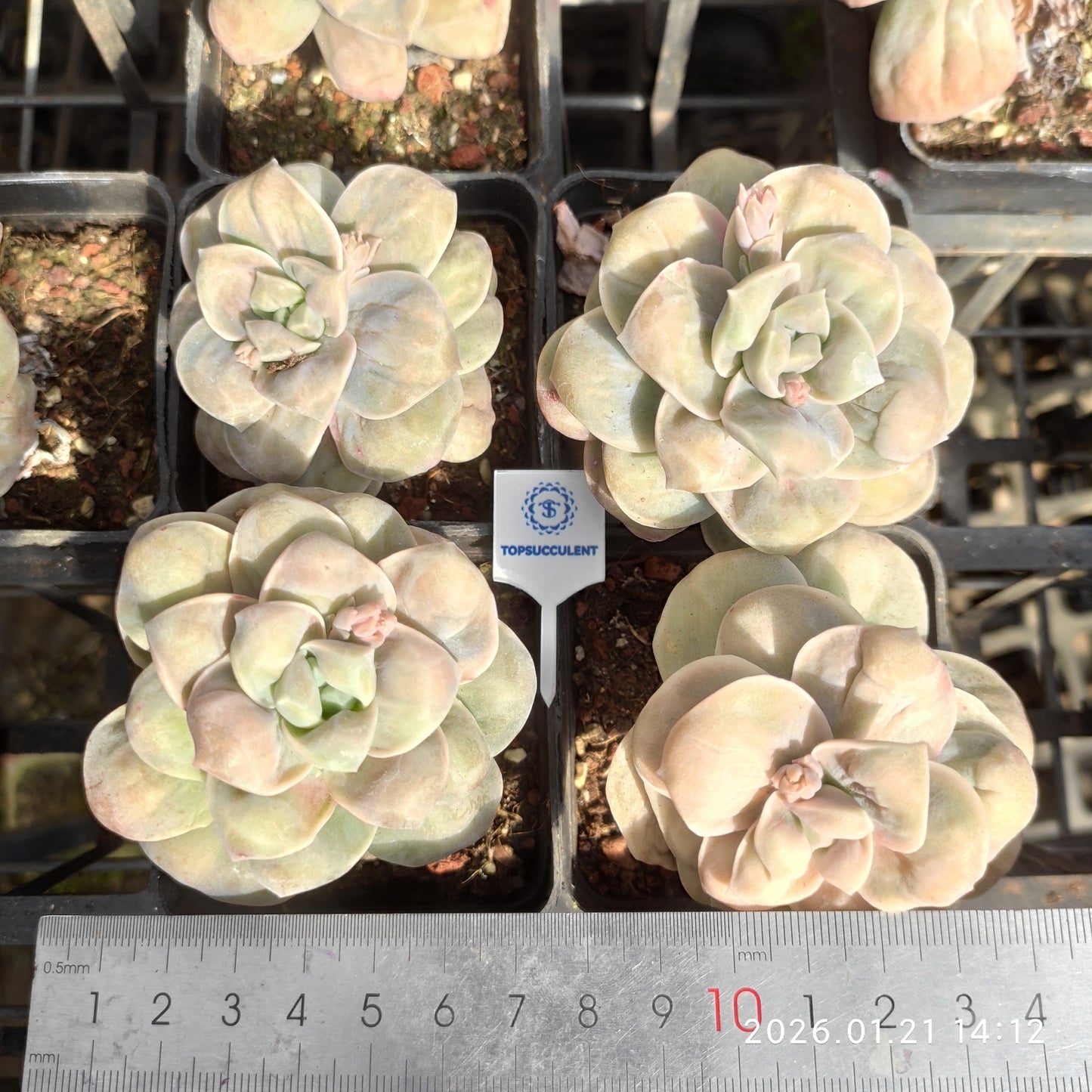 22516 Echeveria Lovely Rose Drops (7cm pot size)