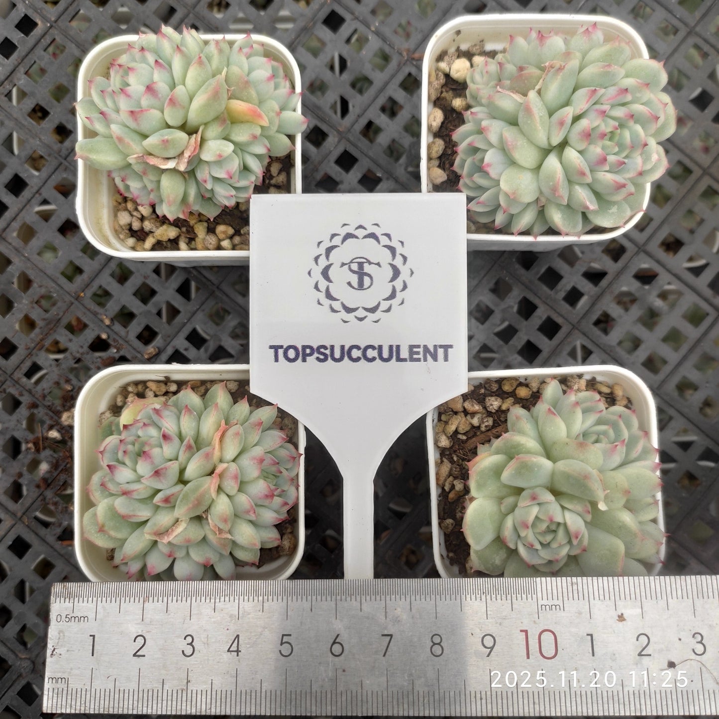 21898 Echeveria Little Joy (5.5cm pot size)