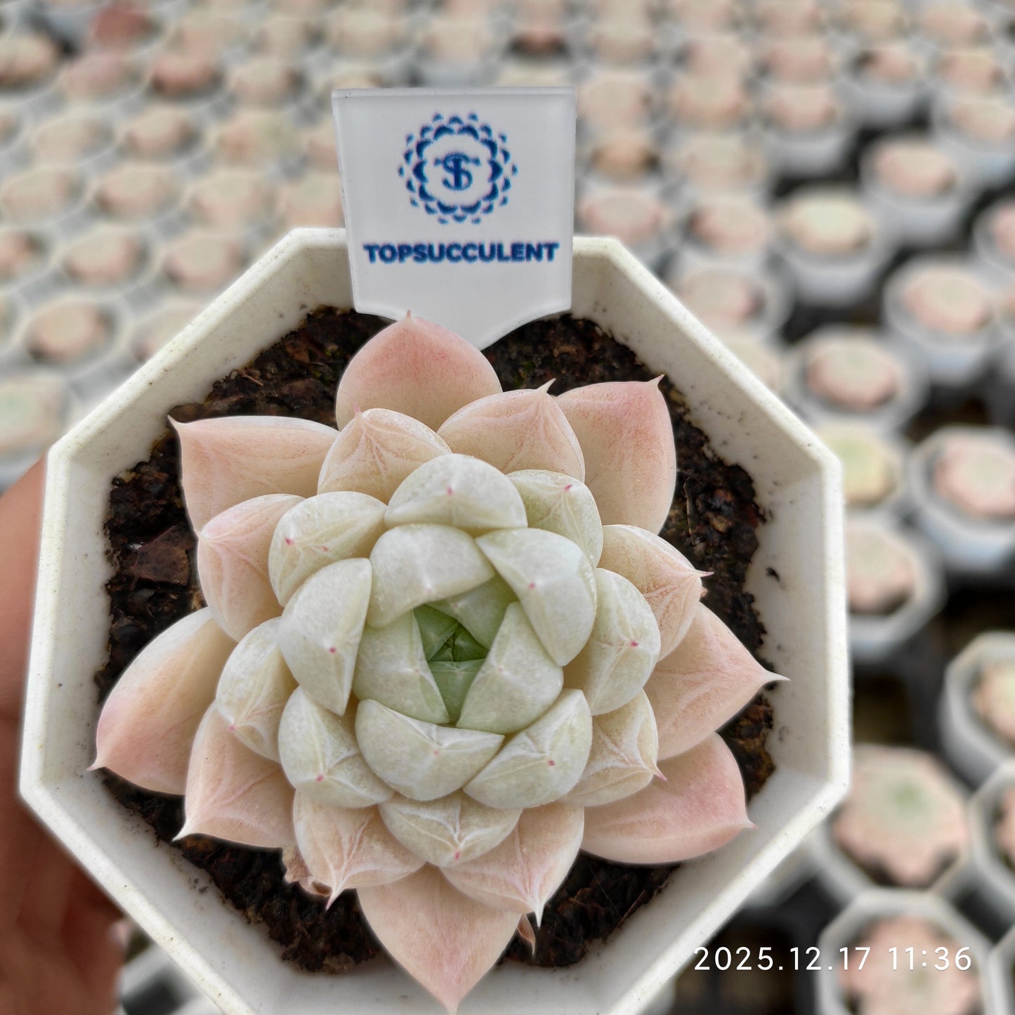 11688 Echeveria Glacier (7cm pot size)