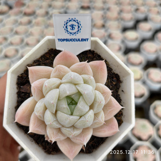 11688 Echeveria Glacier (7cm pot size)