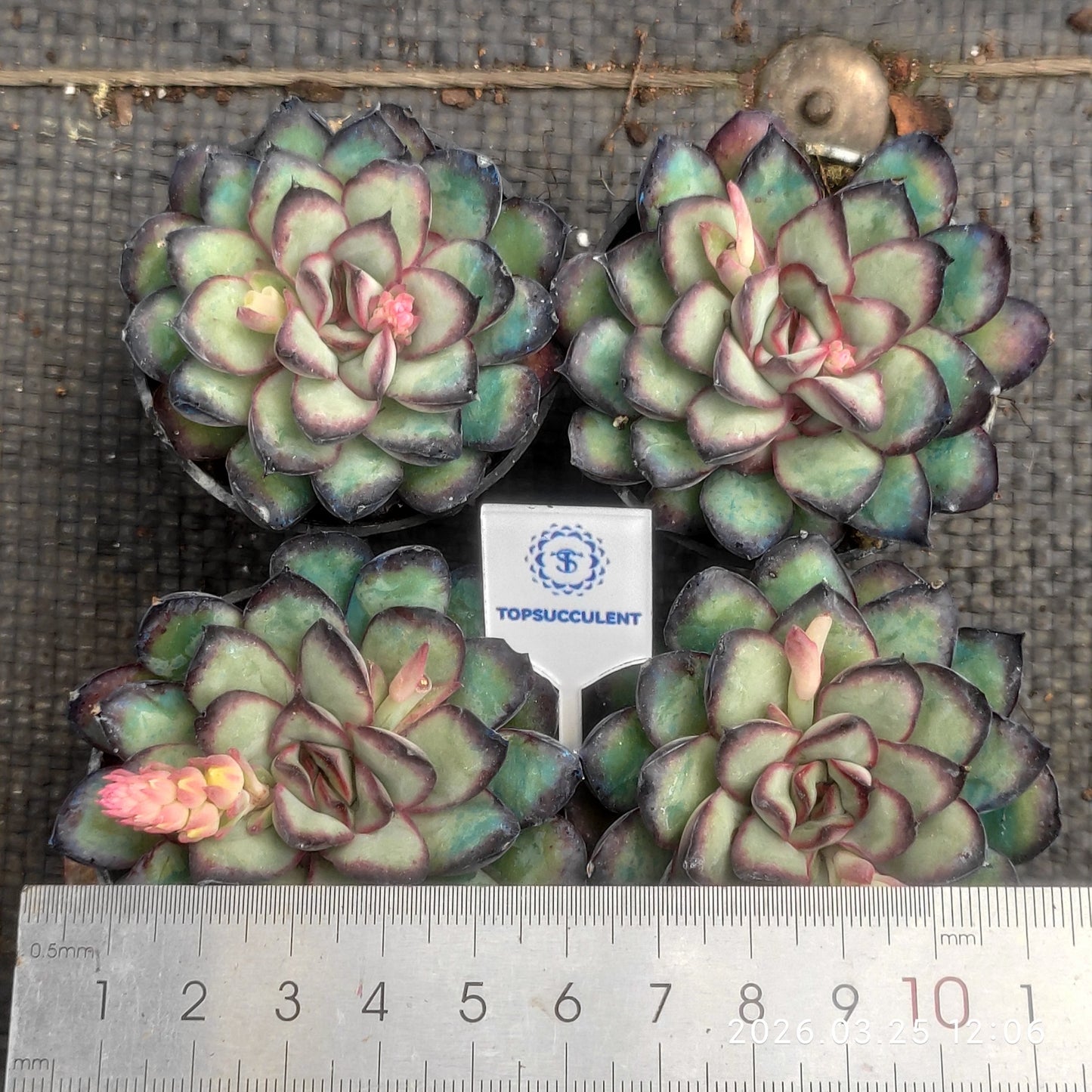 19243 Echeveria Mexico Pulidones (5.5cm pot size)