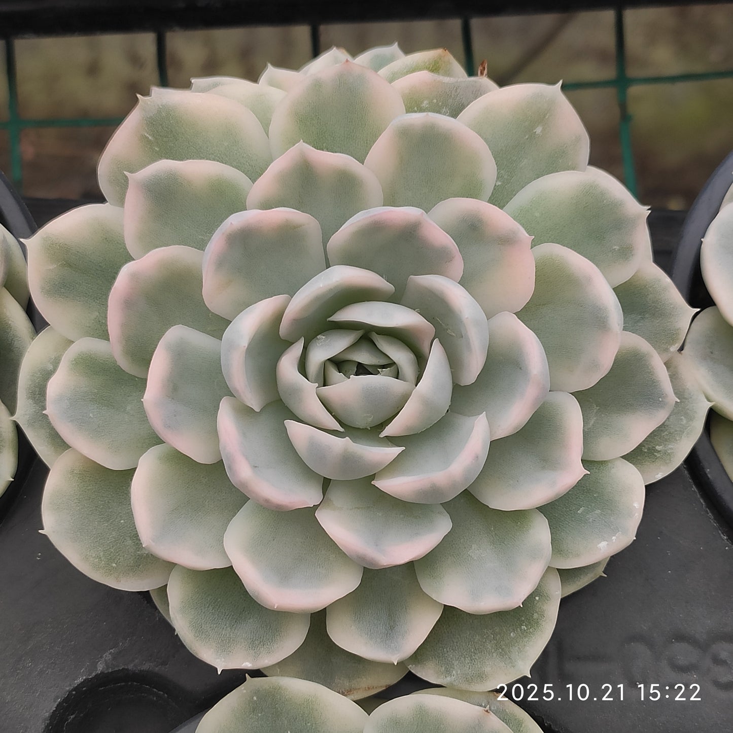 19675 Echeveria Snow Ball Variegated (9cm pot size)