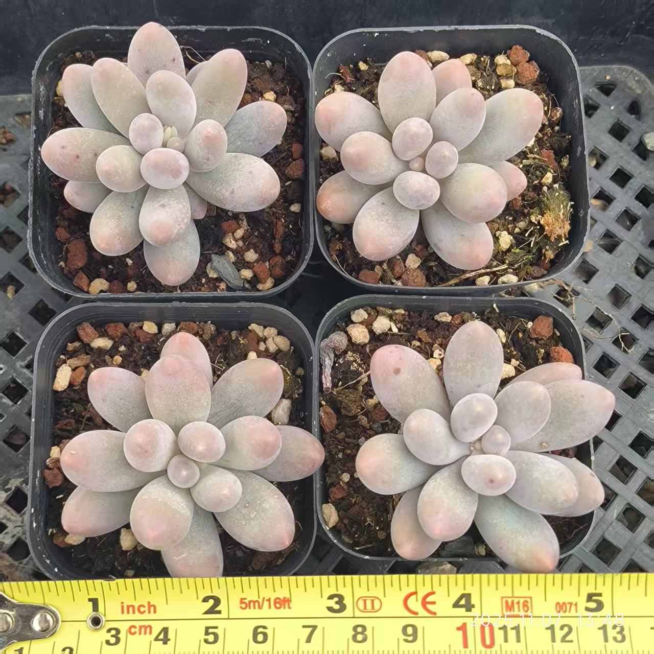 20612 Echeveria Orange Snow Ball (6.5cm pot size)