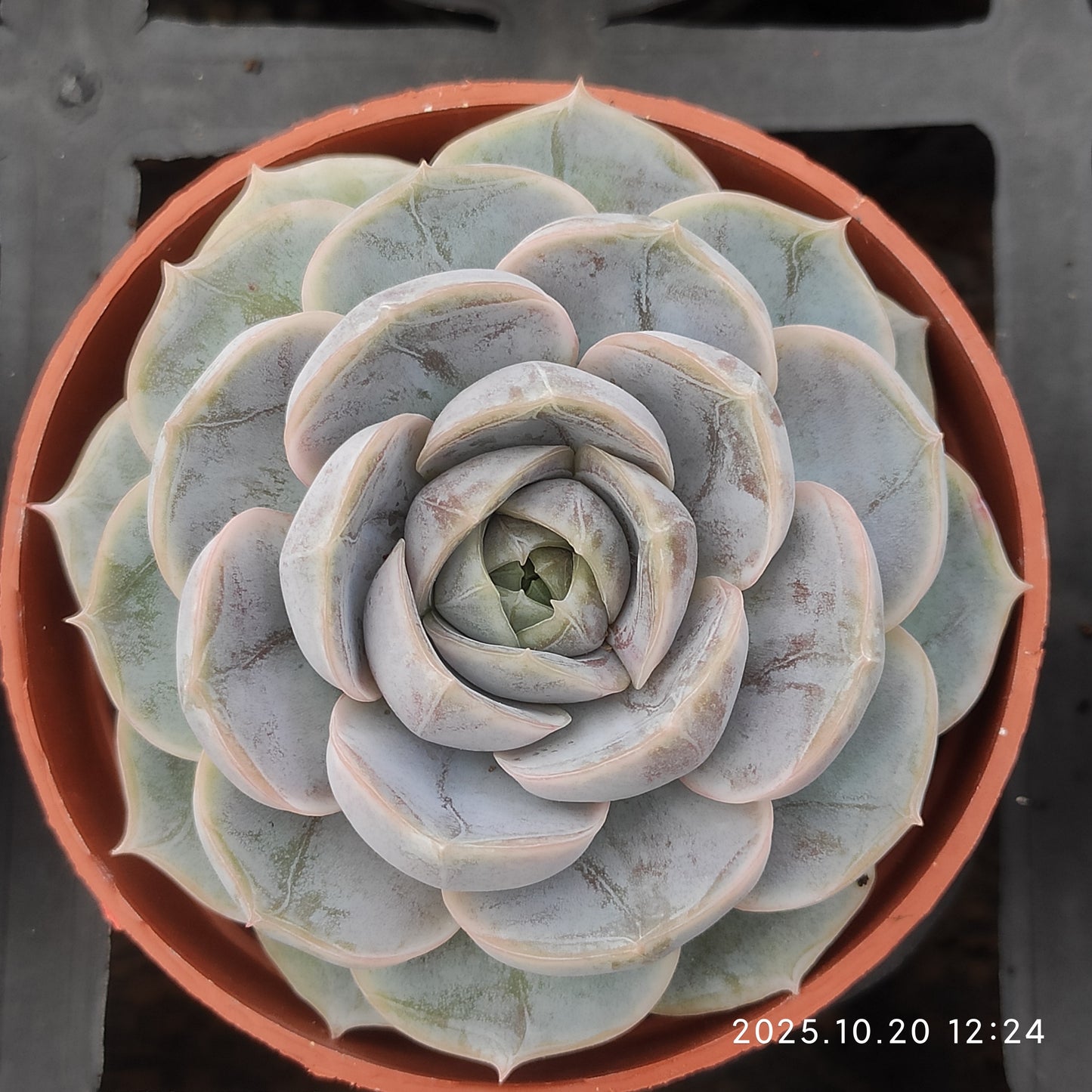 0621 Echeveria Blue Surprise (9cm pot size)