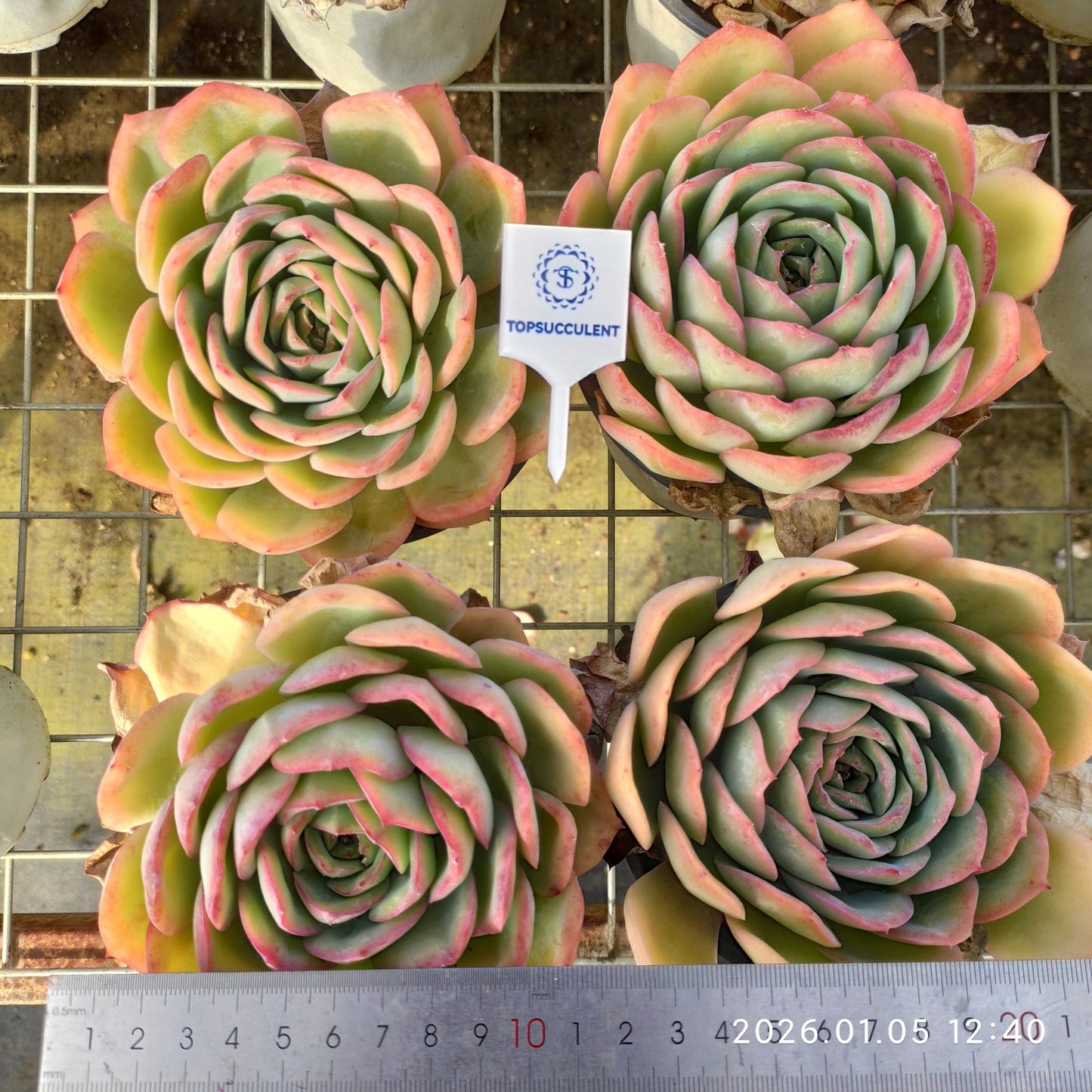 14977 Echeveria Morning Due (12cm pot size)