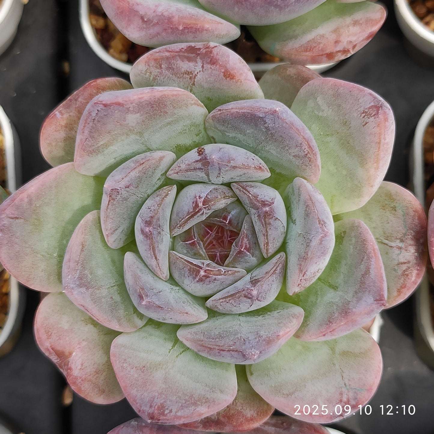 HG012 Echeveria Pure Love x White Mousse(7cm pot size)