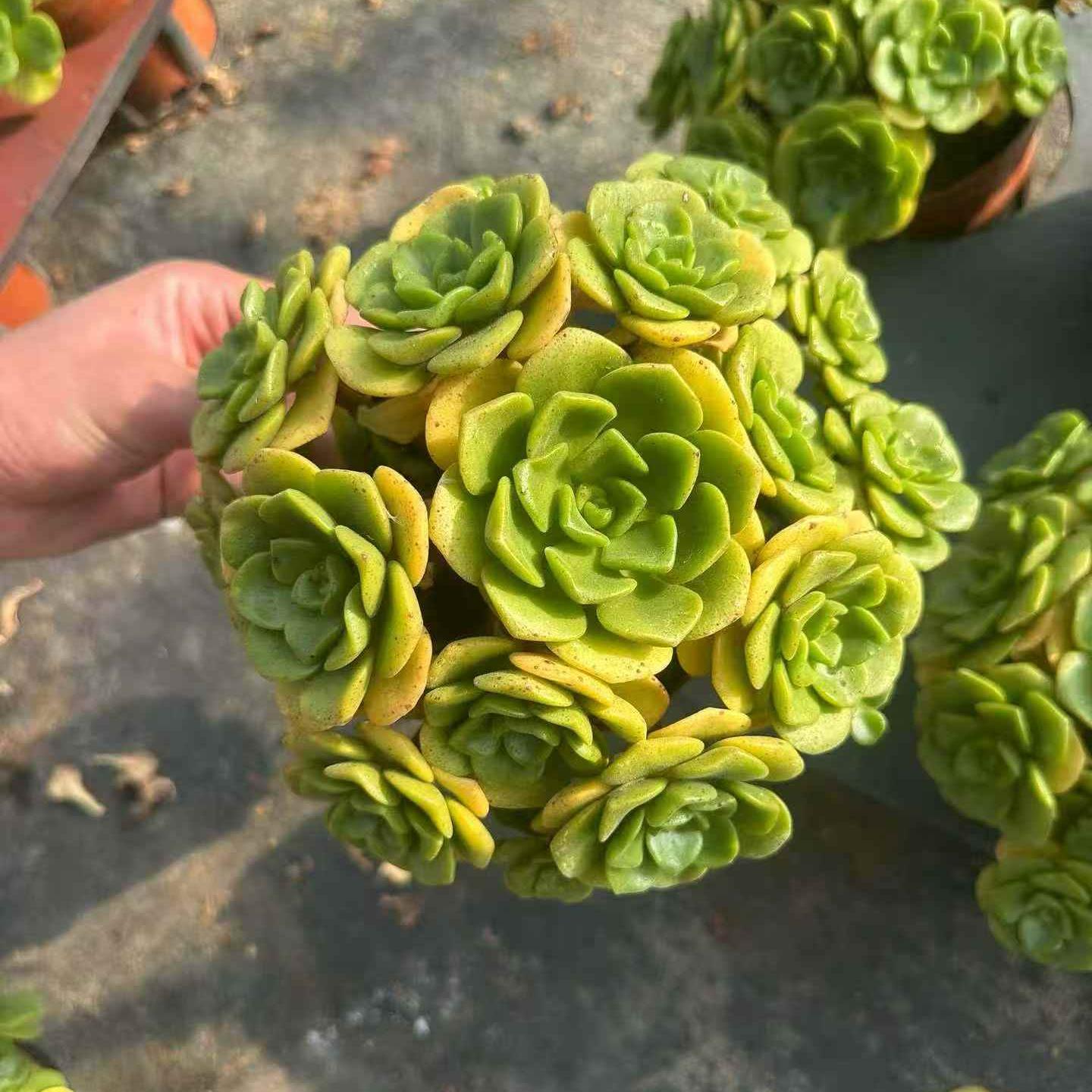 23405 Echeveria Lilly Pad (12cm pot size)