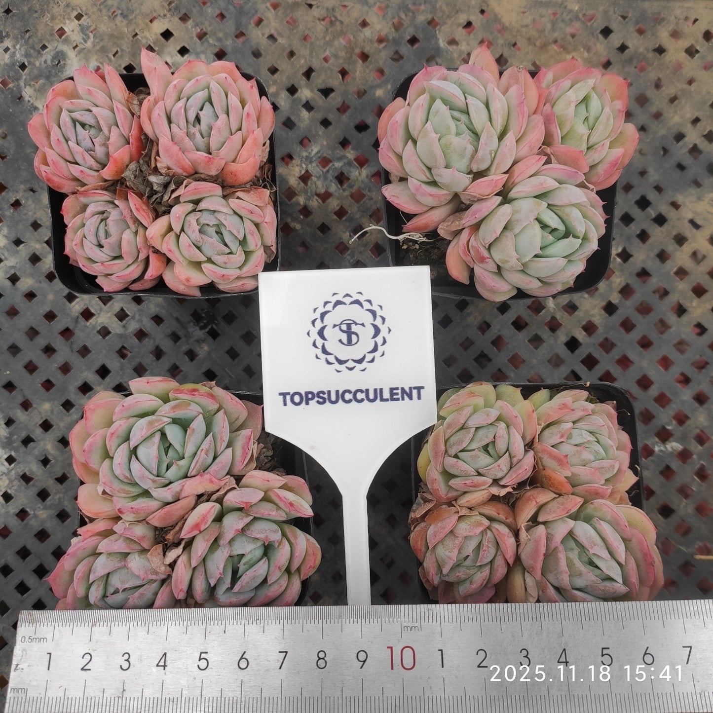 21659 Echeveria Berry (7cm pot size)