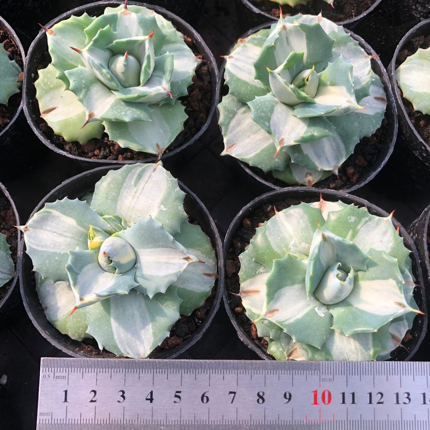 20908 Agave Potatorum 'Ouhi Raijin' Variegated (7cm pot size)