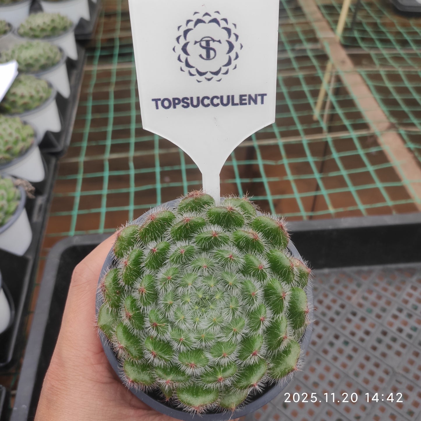 15448 Echeveria Golden Fruit (9cm pot size)